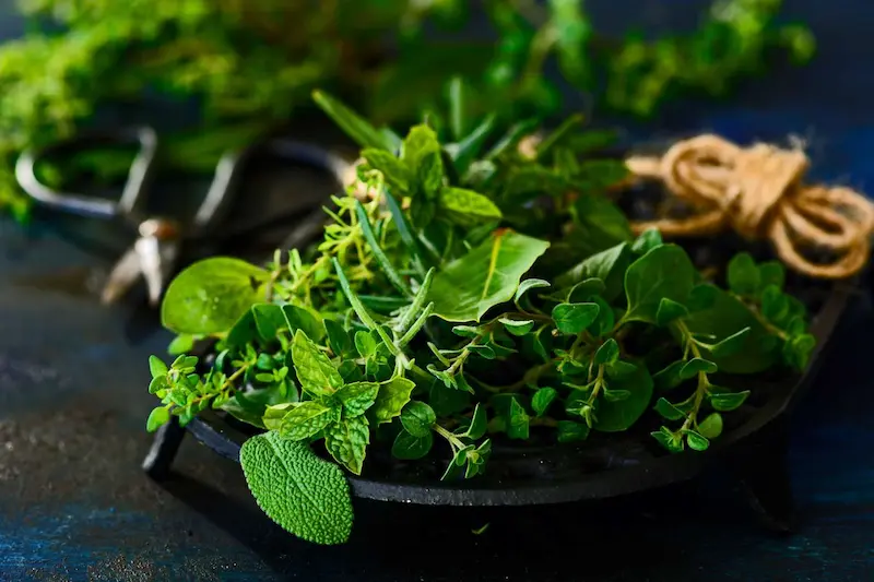 what are herbs